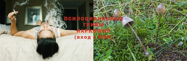 прущие грибы Белокуриха